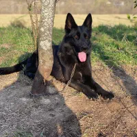 ژرمن ماده|سگ|رشت, منظریه|دیوار