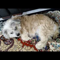 شیتزو تریر خانگی واگذاری