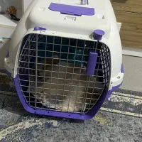 سگ پامرا|سگ|آغاجاری, |دیوار