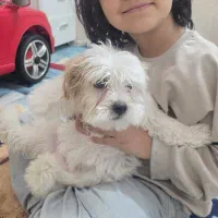 سگ پودل کراس