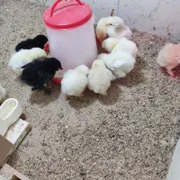 فروش جوجه برهما و تخم نطفه دار با قیمت استثنائی