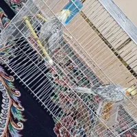 عروس هلندی نر و ماده|پرنده|شوشتر, |دیوار