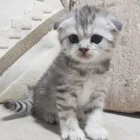 گربه اسکاتیش