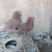 کفتر سرخ کاکلی خال مشکی