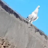 کفتر شامی|پرنده|سلامی, |دیوار