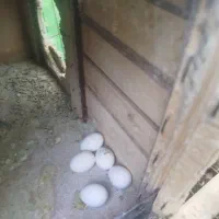 عروس هلندی