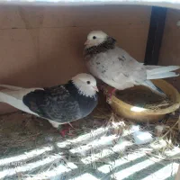 کفتر به شرط