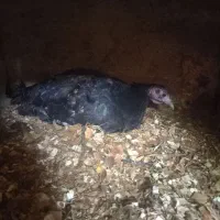 بوقلمون ماده کرچ