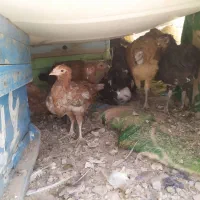 فروش جوجه مرغ گلین لری