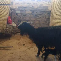بز وبیگ ماده|حیوانات مزرعه|شوشتر, |دیوار
