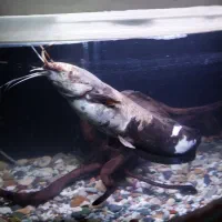 فروش یک عدد ماهی کت افریقایی