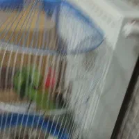 طوطی ملنگو|پرنده|بانه, |دیوار