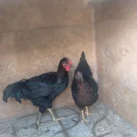فقط مرغ