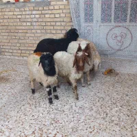 ۶تا بره ۵تا نر یکی ماده اول بخون بعد زنگ بزن