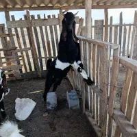 فروش بزپاکستانی چهار قلو زا|حیوانات مزرعه|سیمین شهر, |دیوار