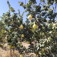 راهنمایی برای نظافت و تمیزی