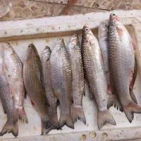 ماهی تازه