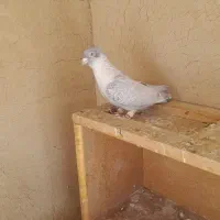 موشی|حیوانات مزرعه|مبارکه, |دیوار