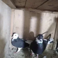 کبوتر پرشی|پرنده|ساوه, |دیوار