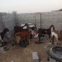 بز باردار|حیوانات مزرعه|خرمشهر, |دیوار