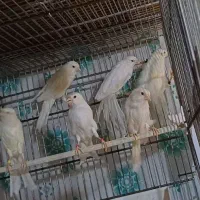 قناری رسمی ،بلند،سوپری|پرنده|ساوه, |دیوار