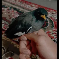 مرغ مینا سخنگو