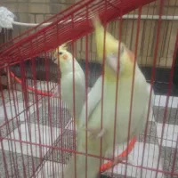 عروس هلندی|پرنده|دهلران, |دیوار