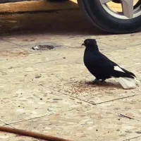 کبوتر اشعل ...سوسنگرد|پرنده|سوسنگرد, |دیوار