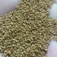 بزریونجه ریشه تلخ سرولایت