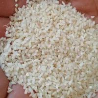 برنج نیم دانه صدری زرد دم شاه برنج(شاه برنج)