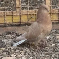 کفتر پرشی تضمین