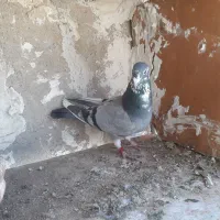 کبوتر پلاکی