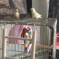 یک جفت طوطی برزیلی