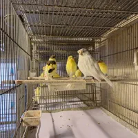 قناری گلاستر موزاییکی اوپال فائو|پرنده|تهران, هفت حوض|دیوار