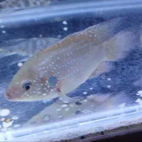 ماهیان زینتیگوشختخواروگیاه خوار آکواریوم و لوازم|ماهی|شهریار, شهریار|دیوار