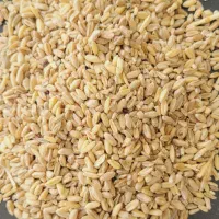 خرید و فروش نهاده های دام و طیور(پارس دانه جنوب )|عمده‌فروشی|شیراز, بید زرد|دیوار