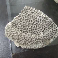 سنگ مرجان|ماهی|قزوین, |دیوار