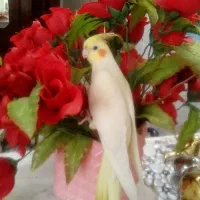 عروس هلندی