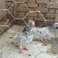 خال زرد کله هما هفت رنگ کلاغ دم سفید|پرنده|سبزوار, توحیدشهر|دیوار
