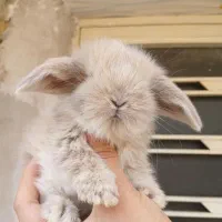 خرگوش لوپ اصیل|موش و خرگوش|شیراز, شهدای شهرک سعدی|دیوار