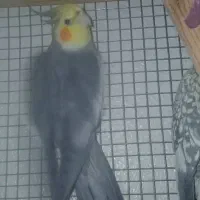 عروس هلندی با قفس|پرنده|شاهین‌شهر, عطار|دیوار