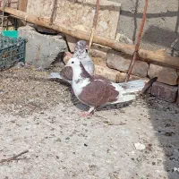 کبوتر|پرنده|زابل, |دیوار