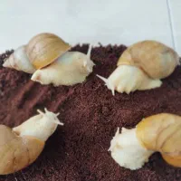 فروشگاه حلزون و ملزومات نگهداری