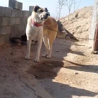 سگ ماده خراسانی