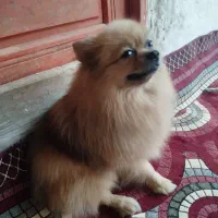 پامر خرسی روباهی|سگ|سیاهکل, |دیوار