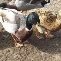 اردک پروازی کله سبز