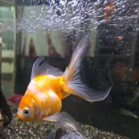 ماهی گلدفیش کالیکو