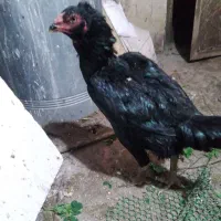 ۱عددخروس و۲عددمرغ لاری