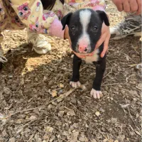 توله دوماه پیتبول