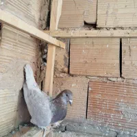 کبوتر|پرنده|قم, شهر قائم|دیوار